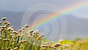 Rainbow and drops of rain on a sunny day with Fynbos flowers of Cape Town