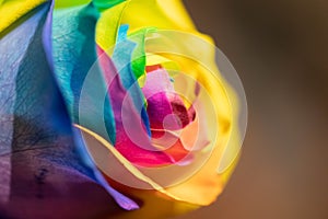 Rainbow dyed rose