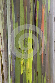 rainbow Eucalyptus bark