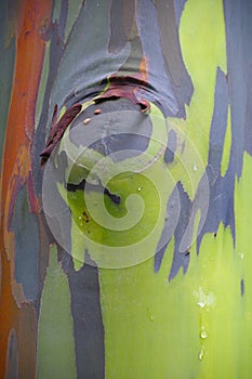 Rainbow Eucalyptus, Colorful Tree Bark
