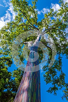 Rainbow Eucalyptus