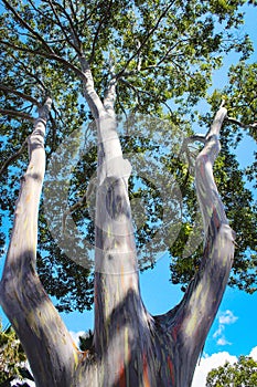 Rainbow Eucalyptus Eucalyptus deglupta