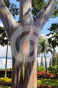 Rainbow Eucalyptus Eucalyptus deglupta