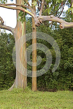 Rainbow Eucalyptus Tree