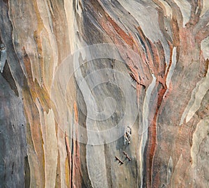 Rainbow eucalyptus tree bark photo