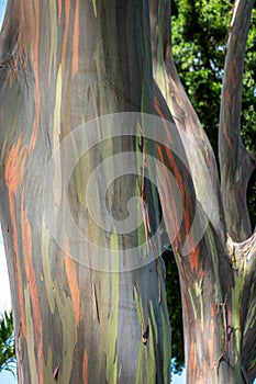 Rainbow Eucalyptus tree bark in oahu hawaii near dole plantation