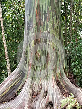 Rainbow eucalyptus tree on Kauai in Hawaii