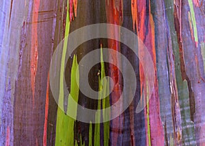 Rainbow Eucalyptus Tree2