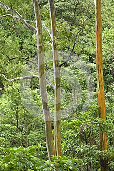 Rainbow Eucalyptus trees.