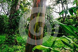 Rainbow Eucalyptus Trees, forest in costa rica