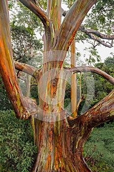 Rainbow Eucalyptus Trees, Maui, Hawaii, USA