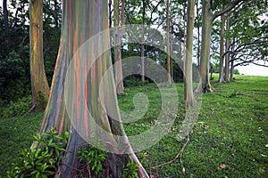 Rainbow Eucalyptus Trees, Maui, Hawaiian Islands