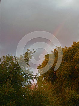 Rainbow Falling Its Beam in the Trees