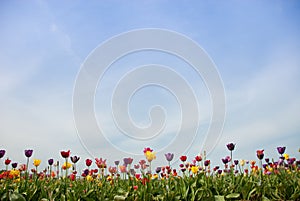 Rainbow Fields