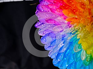Rainbow flower