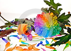 Rainbow flower