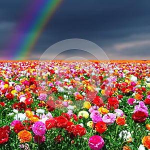 Rainbow and flowers background