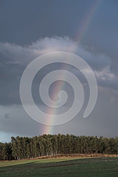 A rainbow forms over a forest after an afternoon thundershower