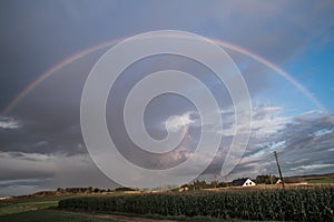 A rainbow forms over a forest after an afternoon thundershower