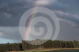 A rainbow forms over a forest after an afternoon thundershower photo