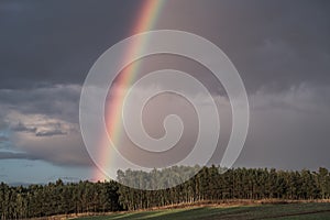 A rainbow forms over a forest after an afternoon thundershower