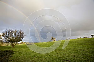 Rainbow in a grass landscape