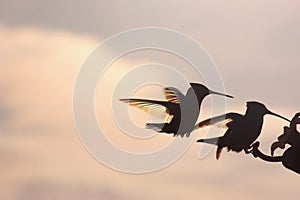 Rainbow Hummers Battling