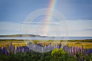 Rainbow Illuminates Behind Lupine Wildflowers on the Maine Coast