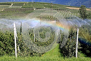 Rainbow by irrigation of an apple orchard, Italy