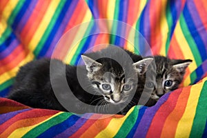 Rainbow Kittens