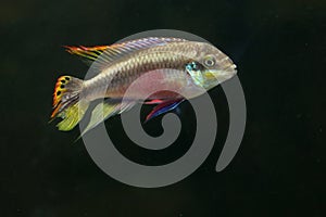 Rainbow Kribensis Fish