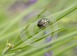 A rainbow leaf beetle on a lavender stem.