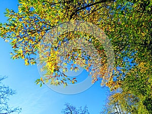 Rainbow Leaves and Blue Sky photo