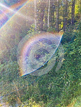 Rainbow Light Refraction with Forest Background