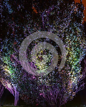 Rainbow Lighted Trees at Gardens of Light, Montreal, Canada.