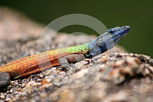 Rainbow Lizard