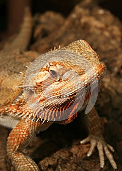 Rainbow Lizard