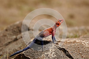 Rainbow Lizard