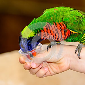 Rainbow lori Trichoglossus moluccanus close-up of bird drinkin