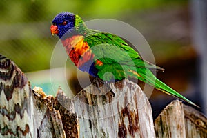 Rainbow lori Trichoglossus moluccanus with vivd eyes and plumm