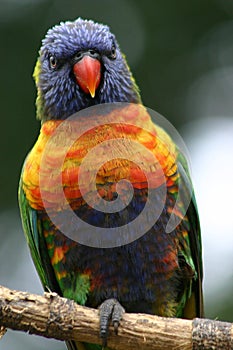 Rainbow Lorikeet