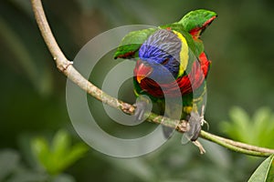 Rainbow Lorikeet