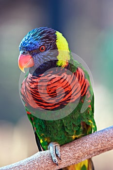 Rainbow lorikeet