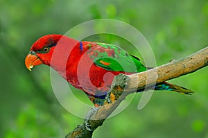 Rainbow lorikeet