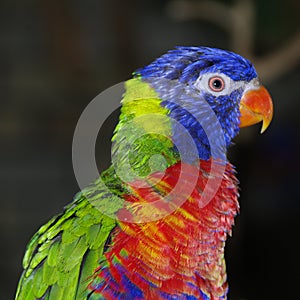 Rainbow Lorikeet