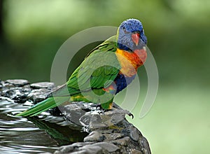 Rainbow Lorikeet