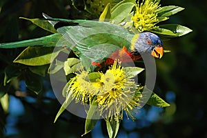 Arcoíris loro 