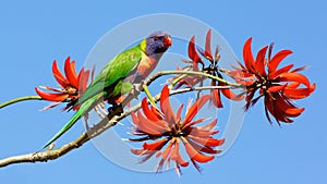 A Rainbow Lorikeet