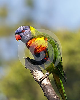 Rainbow lorikeet