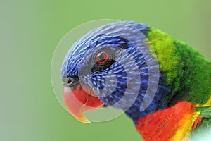 Rainbow Lorikeet